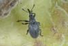 Apioninae inconnu
